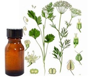 Aniseed Oil